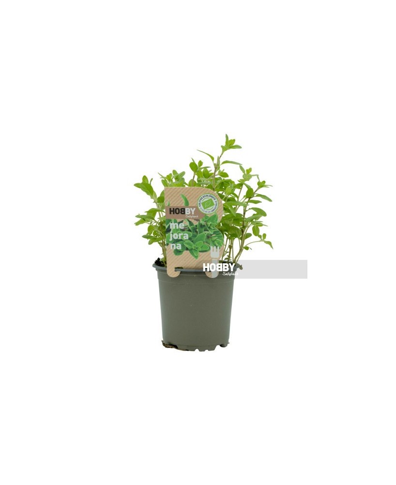 MEJORANA PACKI 1 ECO