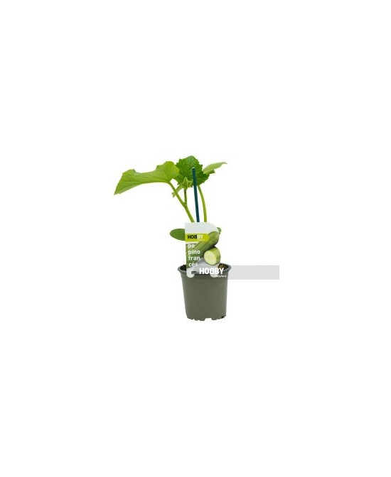 PEPINO FRANCES PACK 1