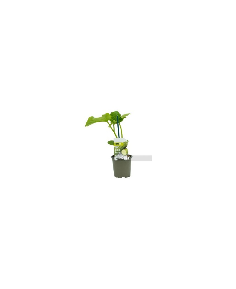 PEPINO FRANCES PACK 1