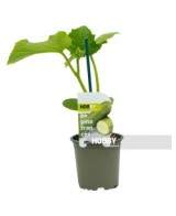 PEPINO FRANCES PACK 1