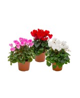 Cyclamen SS Allure Medium Flower M10.5 Planta de Interior Flores Vibrantes y Fácil Mantenimiento