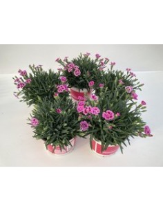 Dianthus Caryophyllus Early Love M13 | Clavel de Floración Temprana y Fragancia Intensa | Endanea Garden