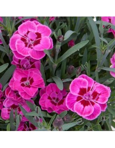 Dianthus Purple Wedding M13 | Clavel Morado con Floración Prolongada | Endanea Garden