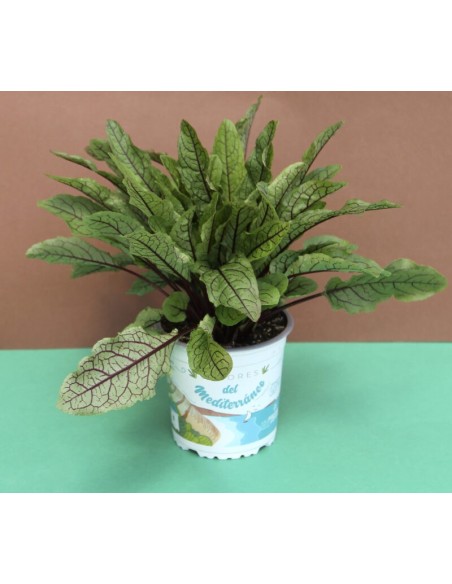 Acedera M13  Planta Comestible y Decorativa para Huerto o Jardín | Endanea Garden