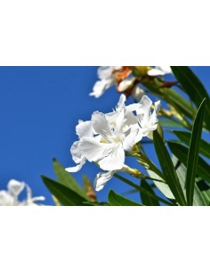 Nerium Oleander Adelfa M10L  Flores Grandes y Coloridas para Jardines Soleados | Endanea Garden