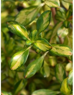 Coprosma Lemon Lime M19  Planta perenne de follaje vibrante y bajo mantenimiento | Endanea Garden