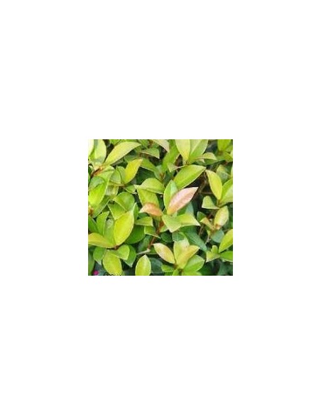 Eugenia Myrtlefolia 30/40L  Planta resistente para setos y bordes decorativos