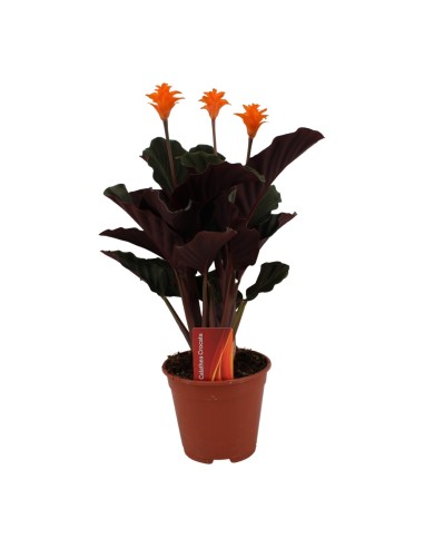Calathea Crocata  Planta de Flor Eterna con Flores Naranjas | Endanea Garden

