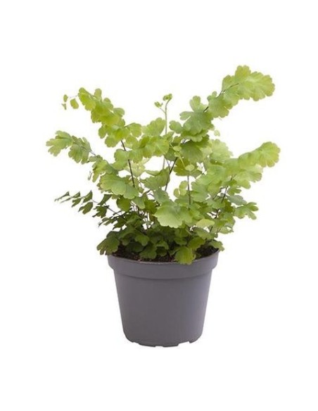 Adiantum Rad Fritz Luthi | Helecho Venus Decorativo para Interior y Exterior