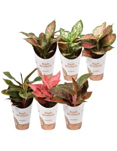 Aglaonema Mix Star Collection  Planta de Interior Fácil de Cuidar y Elegante