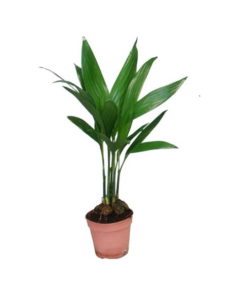 ARECA M7