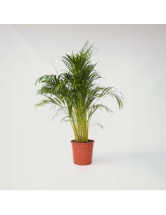 Areca Dypsis lutescens  Palmera de Bambú Purificadora para Interior | Endanea Garden

