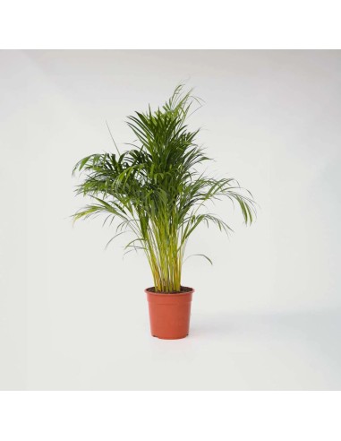 Areca Dypsis lutescens  Palmera de Bambú Purificadora para Interior | Endanea Garden

