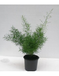 ASPARAGUS DENS SPRENGERI