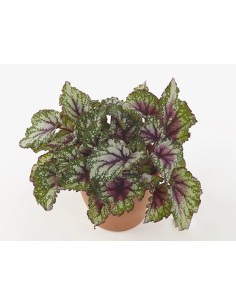 Begonia Foliage Beleaf M17 | Planta de interior con hojas verdes y rojas

