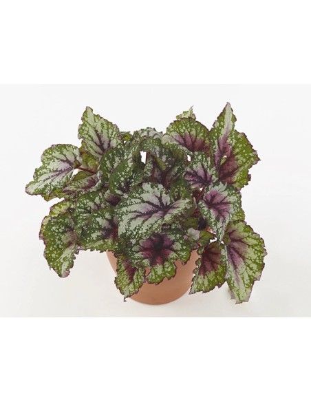 Begonia Foliage Beleaf M17 | Planta de interior con hojas verdes y rojas

