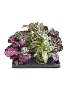 Calathea Mix Planta Ornamental de Interior Follaje Vibrante y Purificadora
