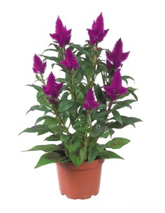 Celosia Deep Purple planta ornamental morada para jardín y decoración