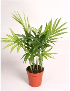 Chamaedorea Elegans Palmera de Salón Planta Interior Fácil Cuidado