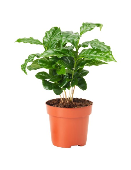 Coffea Arabica | Planta de Café de Interior con Hojas Verdes y Cultivo Casero - Endanea Garden