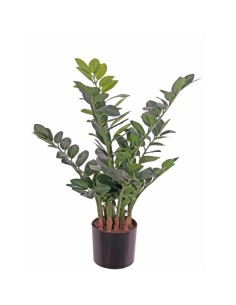 Zamioculcas Zamiifolia (Planta ZZ) - Planta de Interior Resistente y Fácil Cuidado | Endanea Garden