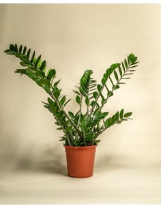 Zamioculcas Zamiifolia Planta ZZ | Resistente y Elegante para Interiores | Endanea Garden

 2
