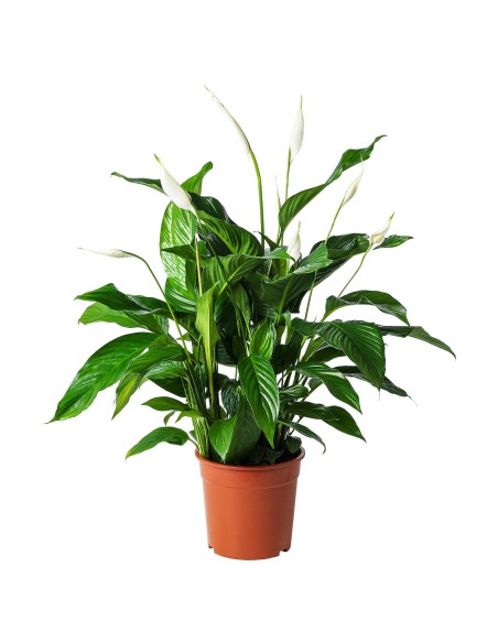 Spathiphyllum Lirio de la Paz | Planta Purificadora de Aire para Interior

