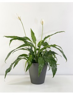 Spathiphyllum Sweet Chico Ari So Pure planta purificadora y decorativa para interiores