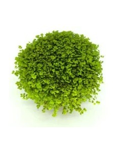 SOLEIROLIA SOLEIROLII