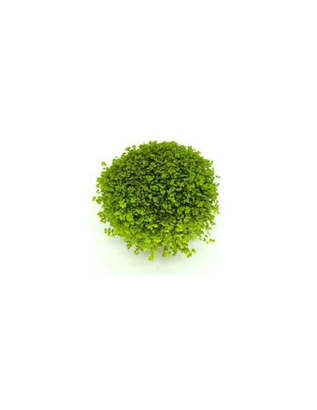 SOLEIROLIA SOLEIROLII