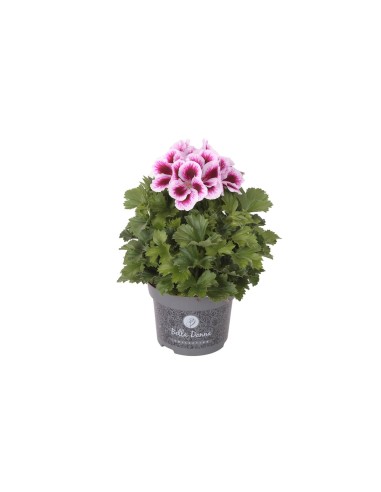 Pelargonium Bella Donna | Planta Ornamental con Flores Grandes y Vibrantes

