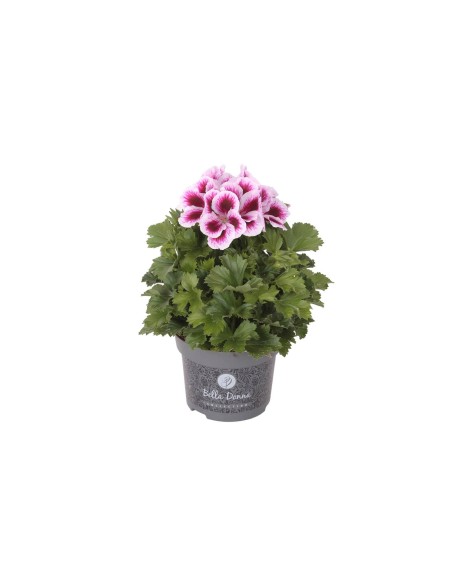 Pelargonium Bella Donna | Planta Ornamental con Flores Grandes y Vibrantes

