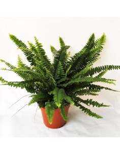 Nephrolepsis Ex Green Lady - Helecho de Interior Verde y Fácil Cuidado | Endanea Garden