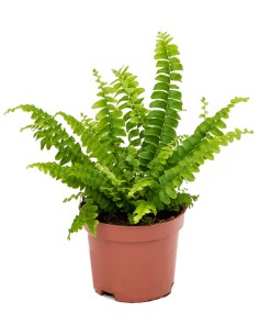 Nephrolepis Green Lady - Helecho Tropical de Interior Fácil Cuidado | Endanea Garden

