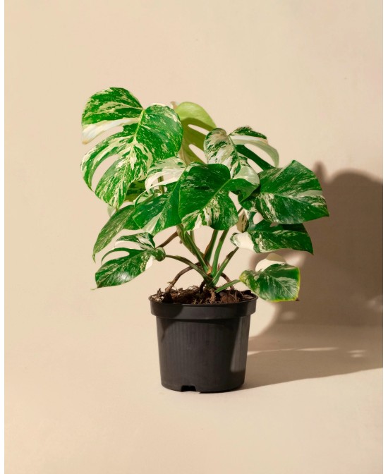 MONSTERA DEL ALBO VARIEGATA M17