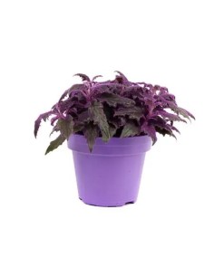Gynura Mini planta compacta hojas verdes y moradas fácil cuidado Endanea Garden