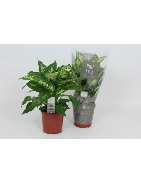 Dieffenbachia Compacta planta interior fácil cuidado hojas verdes variegadas Endanea Garden