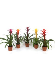 Guzmania Mix  Planta Tropical con Flores Vibrantes para Interiores