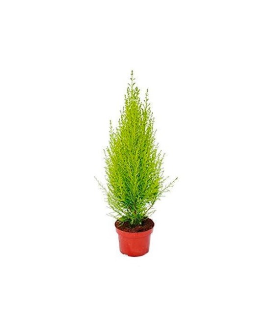 Cupressus Macr. Ciprés planta perenne para jardín terrazas exteriores Endanea Garden

