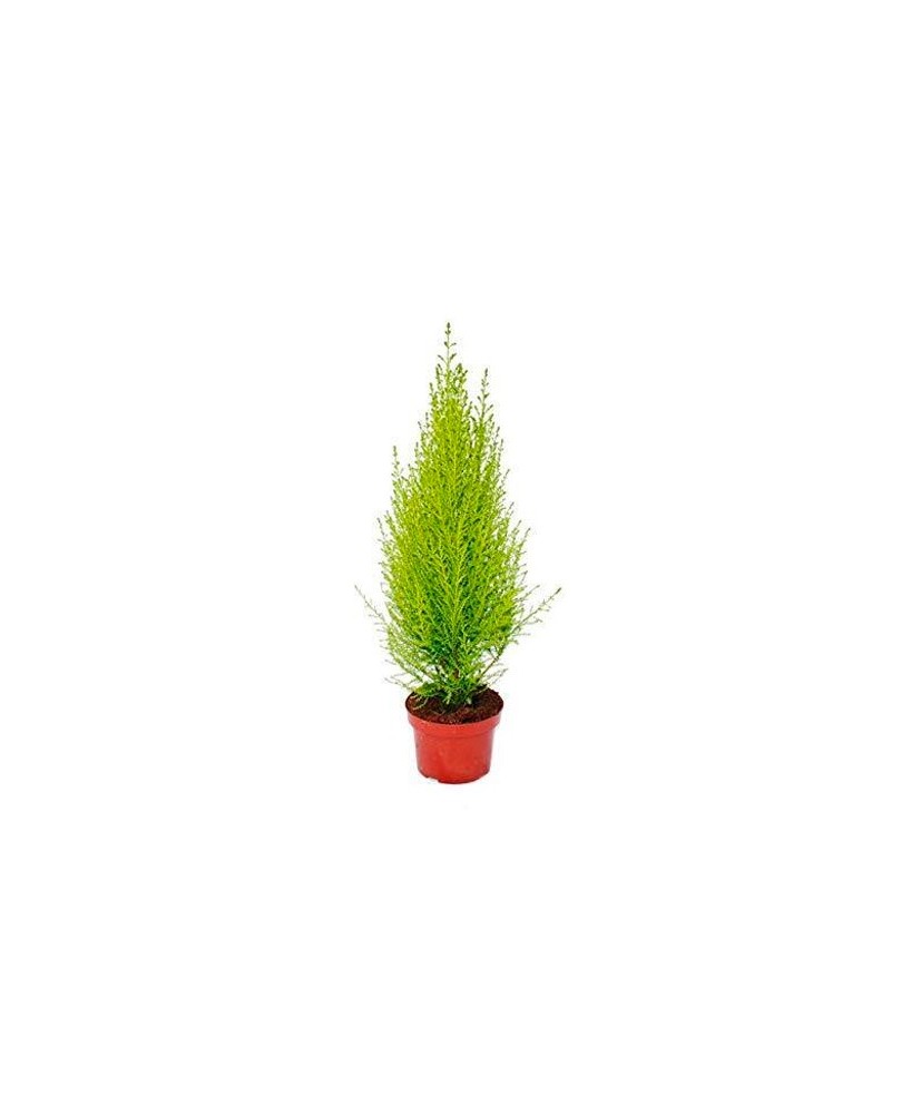 Cupressus Macr. Ciprés planta perenne para jardín terrazas exteriores Endanea Garden


