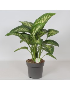 Dieffenbachia Seg Reeva planta de interior hojas moteadas fácil cuidado Endanea Garden

