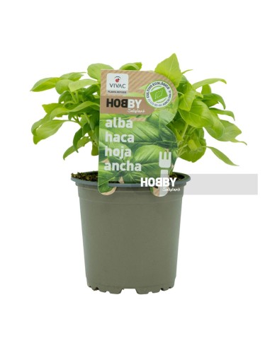 Albahaca Hoja Ancha Ecológica  Planta Aromática Fresca para Cocina | Endanea Garden

