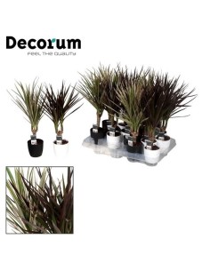 Dracaena Marginta Mix  Planta Tropical de Interior Fácil de Cuidar | Endanea Garden