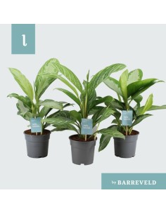 Aglaonema Planta de Interior  Fácil Cuidado y Follaje Decorativo | Endanea Garden