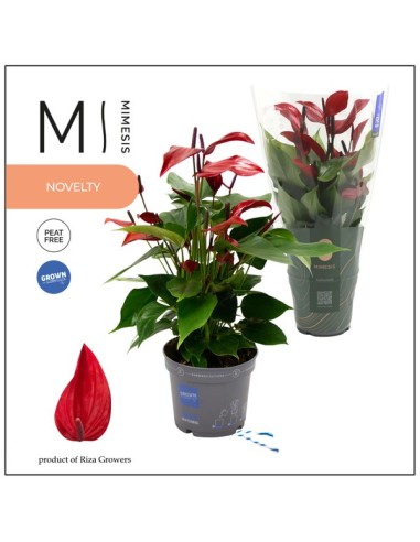 ANTHURIUM ANDR BANDEROLA MIX M9