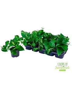 Epipremnum Pinn "Aureum"  Planta de Interior con Follaje Dorado y Fácil Cuidado

