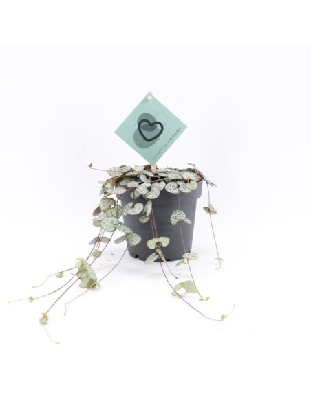 CEROPEGIA WOODII