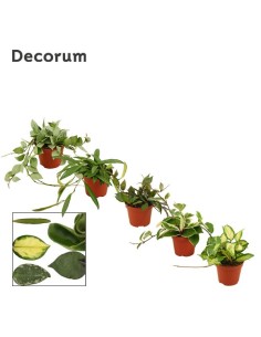 Hoya Mix M9 planta trepadora con follaje brillante y bajo mantenimiento