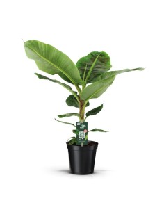 MUSA DWARF CAVENDISH C20