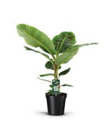 MUSA DWARF CAVENDISH C20